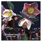 冬咲きクリスマスローズ　HGCマーリン　15cmポット1苗 （2年生苗）