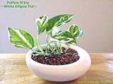 ポトス・エンジョイ / ホワイトイリプスポット / Pothos N'joy / White Ellipse Pot / イテリア観葉植物 / ハイドロカルチャーアレンジ