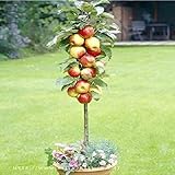 Promotion 100pcs Red Apple seeds Tree seeds BONSAI series * FRAGRANT, SWEET, CRISP * Gardening Seeds