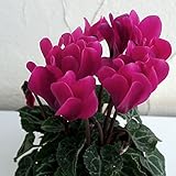 ガーデンシクラメン：スーパーベラノ　ダークバイオレット3号ポット 3株セット ノーブランド品