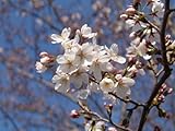 染井吉野桜盆栽　鉢花 桜といえば　染井吉野桜　　鉢植え