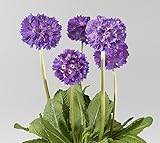 耐寒性宿根草 玉咲桜草 プリムラ コンフェッティ（デンティキュラータ） １株　【ブルー】