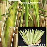 山菜苗:マコモタケ(真菰筍) 12cmポット仮植え苗5ポットセット【紫桜館山の花屋】