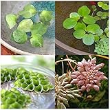（水草）４種 おまかせ浮き草セット（無農薬）（各３株 計１２株）