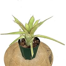 ブロメリア・エアープランツ Aechmea phanerophlebia 'Inland Form' ブロメリア・エアープランツ Aechmea phanerophlebia 'Inland Form