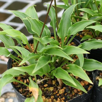 Fontane Da Giardino R C Di Rinaldi Geom Franco