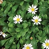 [Kセレクト低]ペビリアンデージー3.5号ポット 6株セット ノーブランド品