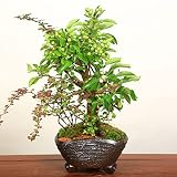 盆栽：ぷちりんご寄せ植え**