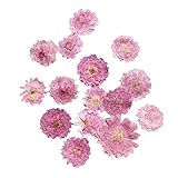 Homyl DIY　工芸　10個　プレス　乾燥　ドライ　フラワー　ドライリーフ　全4種 - 02