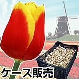 国華園 ケース販売 普通球 赤黄2色咲チューリップ 1100球【※発送が国華園からの場合のみ正規品です】