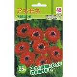 アネモネ 八重咲き 赤 35 ml