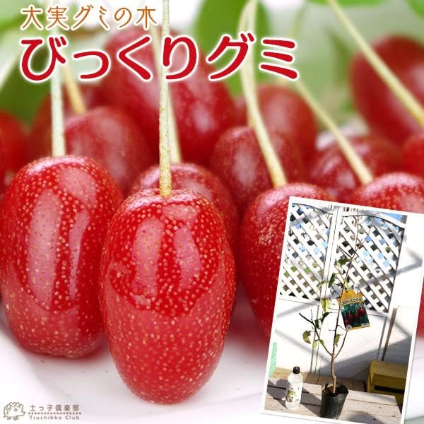 ビックリグミ、夏グミ セット売り