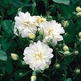 イングリッシュローズ：スノー・グース大苗5号角鉢[つるバラ・四季咲き・とげが少ない]