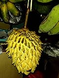 バンレイシ Biriba wild sugar apple Rollinia deliciosa Annonaceae 5 Seeds ThailandMrk