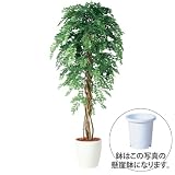 エフプランター 人工観葉植物-アカシアリアナ-200-9号鉢-懸崖鉢
