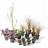 オンリーワン　目的で選ぶ　植栽セット　シック　下草　ゴンフォスティグマ　カッコいい景色　YE6-SET01