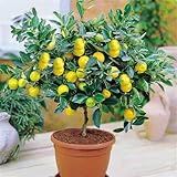 30 pieces/pack Lemon Tree Seeds High survival Rate Fruit Seeds For Home Gatden balcony Bonsai
