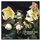 冬咲きクリスマスローズ　HGCスノーダンス　15cmポット1苗（2年生苗）