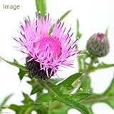 (山野草)ハマアザミ(浜薊) 3号(1ポット) 本州・四国限定[生体]