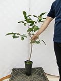 柿 江戸一 樹高1.0m程度 2年生苗