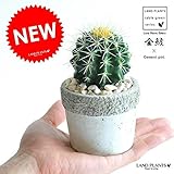 LAND PLANTS 【観葉植物】 サボテン 金鯱 （石模様のセメントポット）