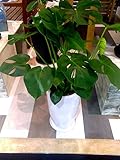 モンステラ 7号 陶器鉢 観葉植物 モダンホワイトポット インテリア