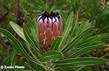 Protea neriifolia - Oleanderleaf Protea - 4 seeds