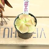 食虫植物：ムシトリスミレ*