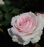 バラ苗 春乃（はるの） 国産新苗植え替え6号スリット鉢 フロリバンダ(FL) 四季咲き中輪 ピンク系