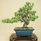 いよじ園 五葉松 宮島（中品盆栽）（松柏盆栽）