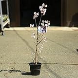 早咲きのサクラ☆庭木・植木：啓翁桜(けいおうさくら)*早咲清楚な一重桜！