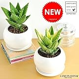 LAND PLANTS アロエ 不夜城 白色丸型陶器鉢 卓上サイズ No. 斑入り