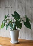 観葉植物 フェイク 造花 ♪【グリーンパーク】皿付プランターM H20×カラーリーフ＜タイプ：白玉石＞♪ インテリアグリーン アーティフィシャル