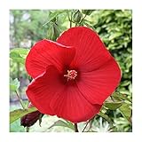 (株) 赤塚植物園 ① タイタンビカス　アドニス　3.5号