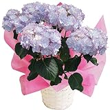 ケイコ　ブルー　さかもと園芸　達人のあじさい　母の日　あじさい　アジサイ　紫陽花　花鉢植え　花　ギフト　プレゼント　贈答品