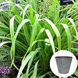 レモングラス 栽培 セット / ハーブ / アートストーン 鉢 プランター / 貯水機能 付 / グレー