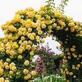 バラ苗 つるゴールドバニー 国産新苗4号ポリ鉢 つるバラ(CL) 返り咲き 黄色系