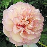 国華園　花木　芍薬　スクラムティッドレンプションズ　1株【※発送が国華園からの場合のみ正規品です】