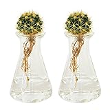 cacti aqua カクティアクア 水だけで育てるサボテン 水栽培 (cacti aqua MINI×2)