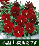 よく咲くスミレ クランベリー 10.5cmサイズ大ポット 1ポット パンジー ビオラ すみれ 苗 寄せ植え