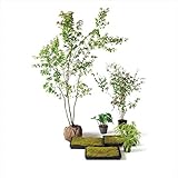 オンリーワン　メインガーデン　植栽セット　和（なごみ）　イロハモミジ　和の景色　UN6-SET17