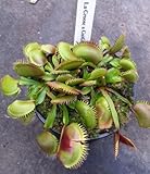 Dionaea muscipula La Grosse - Venus fly trap La Grosse - 3 seeds