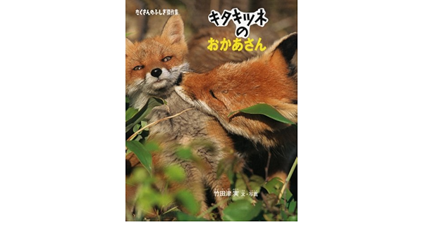キタキツネのおかあさん たくさんのふしぎ傑作集 竹田津 実 竹田津 実 本 通販 Amazon