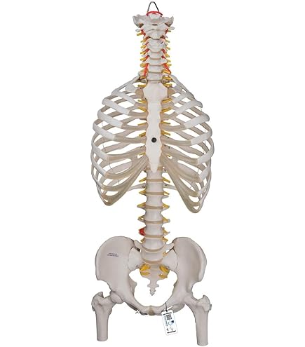 Amazon.co.jp: 医療用ヒト脊柱と胸部構造モデル脊柱骨盤全骨胸骨肋骨