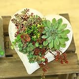 観葉植物:セダム エケベリア 多肉植物 ハートの寄せ植え*アンティーク heart