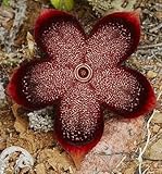 Edithcolea grandis - Stapeliad - Ascleps - 3 seeds