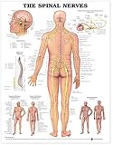 The Spinal Nerves Anatomical Chart