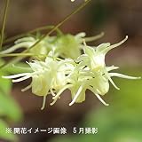 山野草:黄花イカリソウ(黄花碇草) 素掘り苗5株【紫桜館山の花屋】