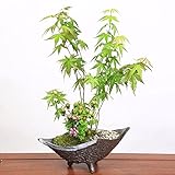 豪華寄植盆栽:山もみじ・つつじ寄せ(信楽鉢)*