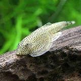 （熱帯魚）チャイナバタフライ・プレコ（１匹） 北海道・九州航空便要保温